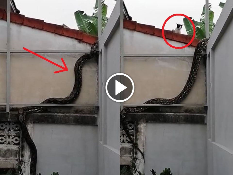 Watch shocking viral video of a huge snake climbing on a wall