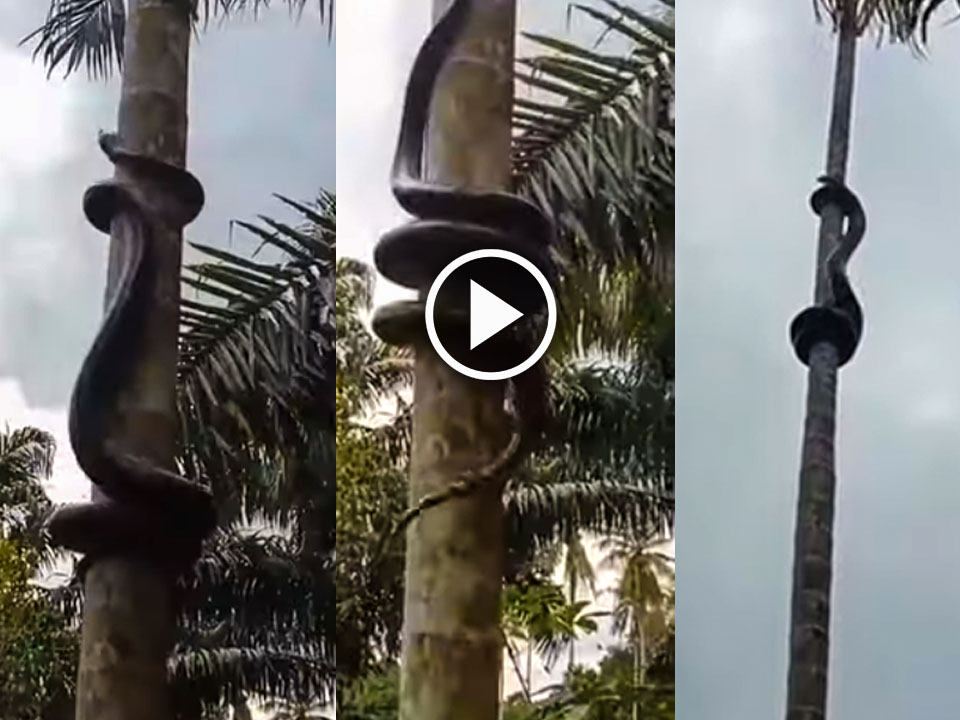 Huge snake doing pole dance on a coconut tree, viral video