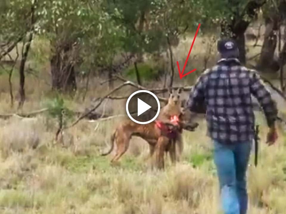 A man punches a Kangaroo to save its life from dog, watch viral video