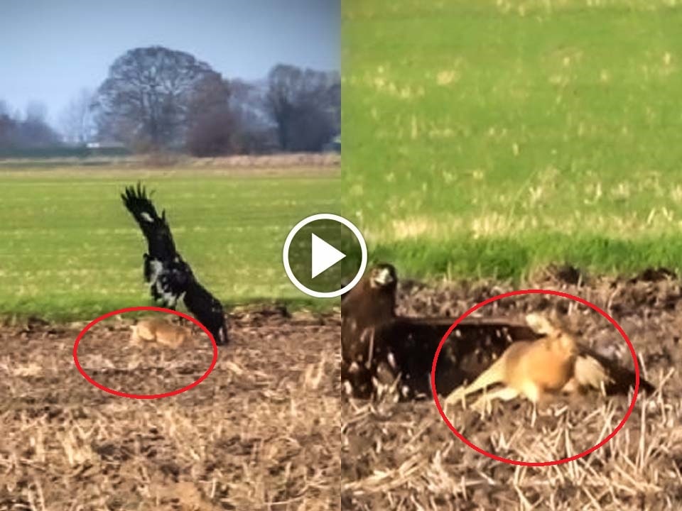 Eagel Catching Rabbit Lucky Rabbit escape from the clutches of eagle in viral video
